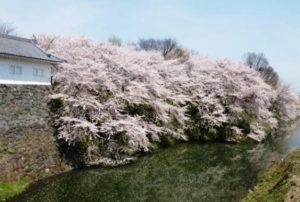 川の傍に咲いている桜