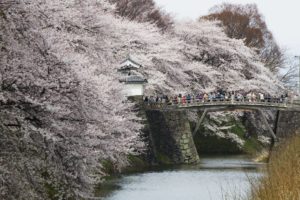 川の側に咲く桜と橋